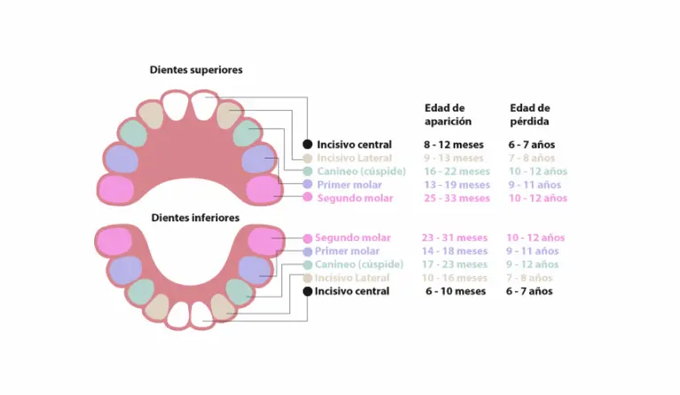 Información dentición